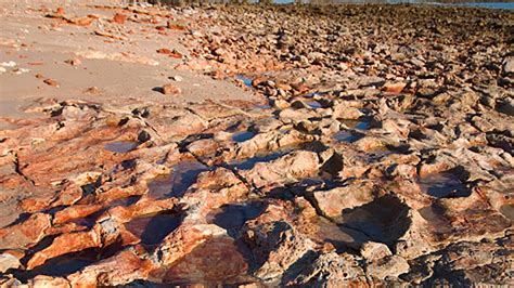 Check spelling or type a new query. This Is the Largest Dinosaur Footprint Ever Discovered