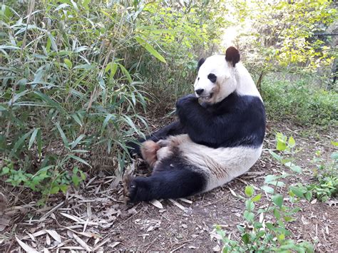 Panda Updates Wednesday March 14 Zoo Atlanta