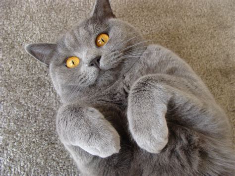 If that sounds like the perfect match for your busy lifestyle, explore our list of shorthaired cat breeds below. british shorthair | creamy the cat