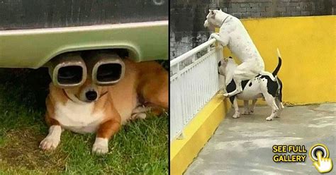 25 Funny Dog Photos To Cheer You Up Bouncy Mustard