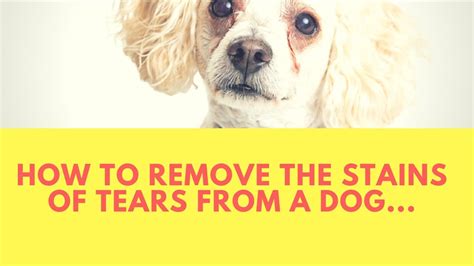 How To Remove The Stains Of Tears From A Dog Youtube