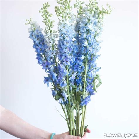 Light Blue Delphinium Flower Light Blue Delphinium Blue Flower