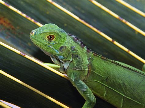 Pet Green Baby Iguana