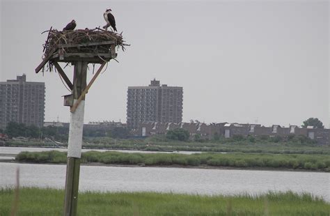 Jamaica bay wildlife refuge is one of the best places in new york city to observe migrating species. Gateway Research Learning Center - Gateway National ...