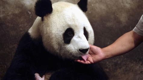 Why Is It So Hard For Pandas To Get Pregnant Mental Floss