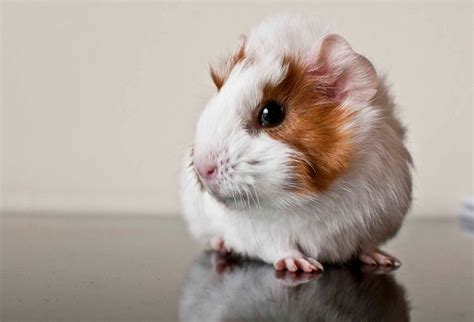 We did not find results for: HQ Wallpapers: Guinea Pig Wallpapers