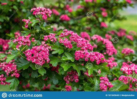 Flowering Spring Tree With Small Pink Flowers Stock Photo