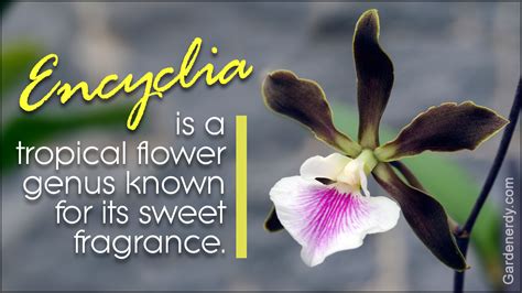 The Tropical Flower Names Covered In The Following Article Will Help