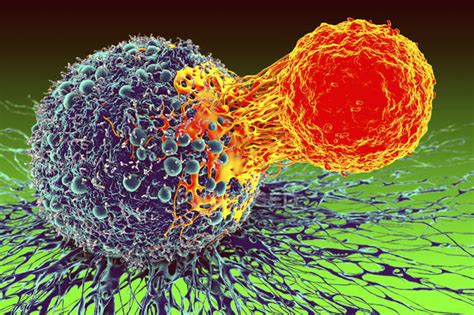 T Cell Attached To Cancer Cell — Pathology Cgi Stock Photo 167536660