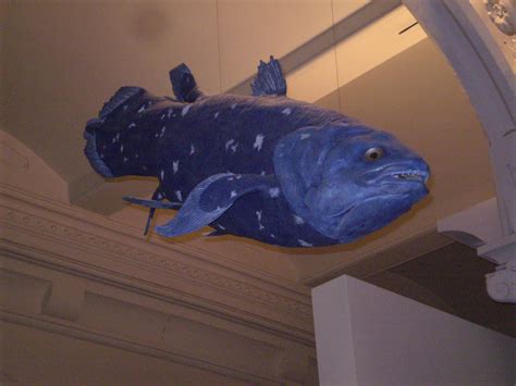 Joel Kontinen Coelacanth A Living Fossil That Lives Over A Hundred Years