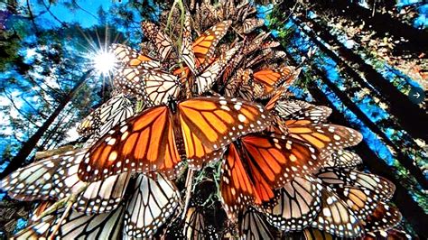 Mariposa Monarca Llega A Santuario Sierra Chincua Michoacán N