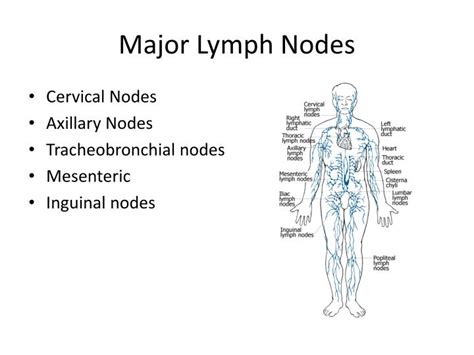 Ppt Manual Lymphatic Drainage Powerpoint Presentation Id2825894