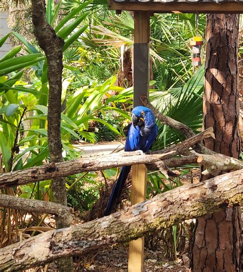 Brevard Zoo 2023 Hyacinth Macaw Zoochat