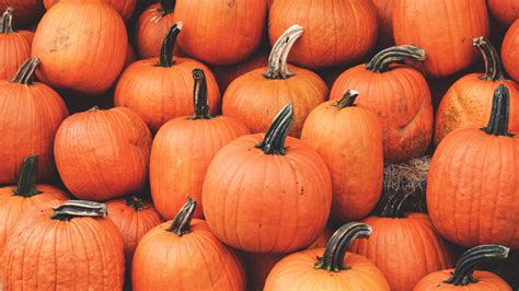Download Wallpaper 2560x1440 Pumpkin Harvest Autumn Ripe October Widescreen 169 Hd Background
