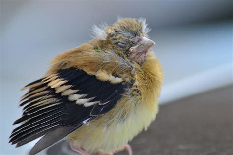Baby Yellow Finch Animals ️ Pinterest