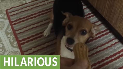 This Compilation Of Hilarious Dogs Is Guaranteed To Make You Smile