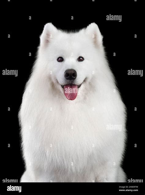 Portrait Happy Samoyed Dog Isolated Hi Res Stock Photography And Images