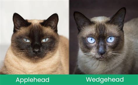 Applehead Vs Wedgehead Siamese Main Differences With Pictures Catster
