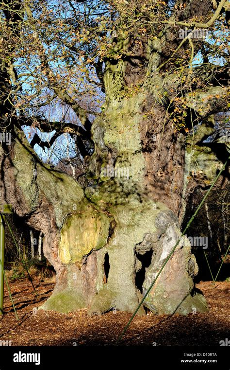 Major Oak Tree Sherwood Forest Hi Res Stock Photography And Images Alamy