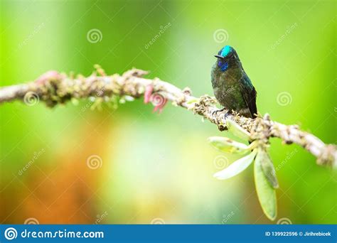 Violet Tailed Sylph Sitting On Branch Hummingbird From Tropical Forest