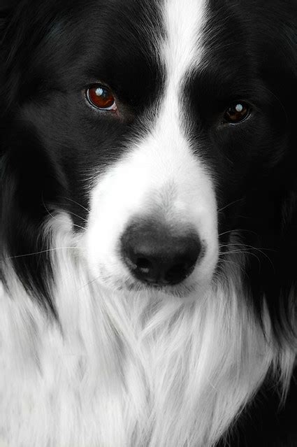 Border Collie Face Flickr Photo Sharing