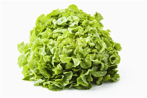 Head Lettuce Stock Image Image Of Iceberg Vegetable 7538823