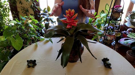 Bromeliad Indoor Care What To Know Youtube
