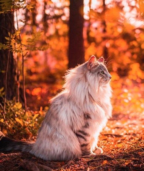 15 Interesting Facts About Maine Coon Cats Artofit