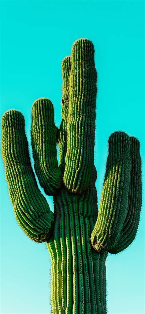 Green Cactus Iphone 12 Wallpapers Free Download
