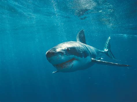 10 Great White Shark Wallpapers Wallworld