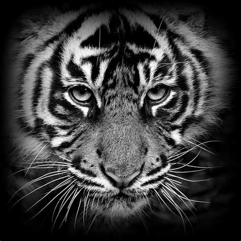 Black And White Tiger Wallpapers 44 Wallpapers