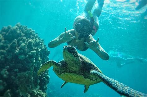The Best Maui And Molokini Snorkeling Tours