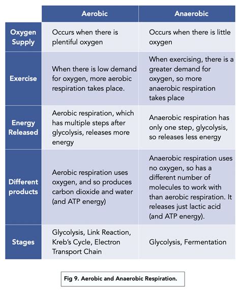 Anaerobic Respiration A Level Biology Study Mind