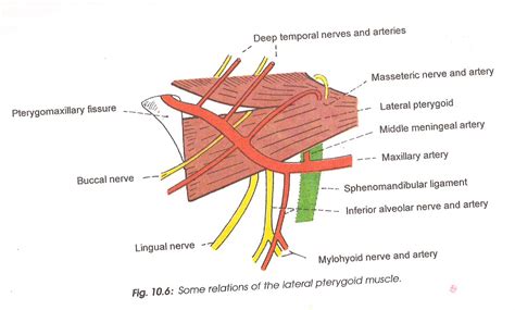 Wizdent Anatomy Of Head And Neck