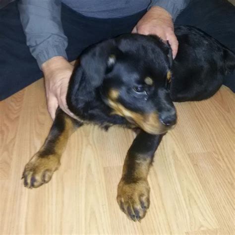 Rottweiler Puppies For Sale | Fayetteville, NC #77245