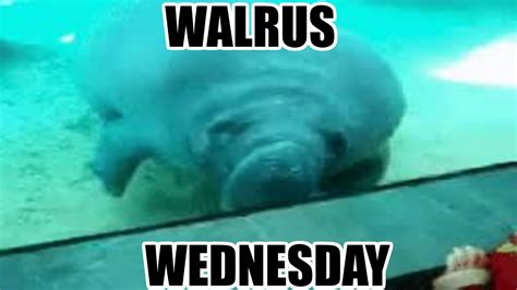 Walrus Wednesday Youtube