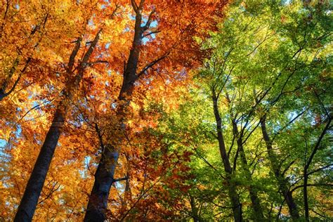 Sun Rays Through Autumn Trees Natural Stock Image Colourbox