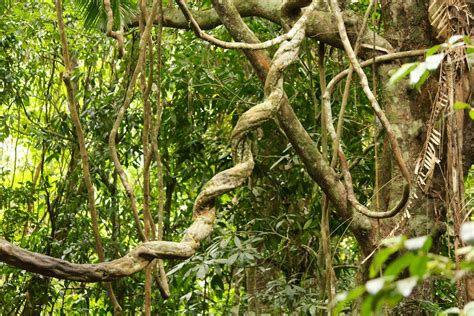 Rainforest Vines Photo