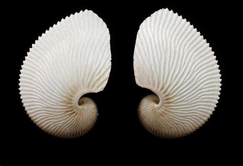 Brown Paper Nautilus Shells Photograph By Science Photo Library