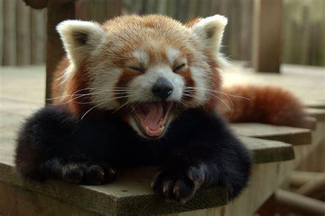 Yawning Himalayan Red Panda By Stan Daniels Redbubble