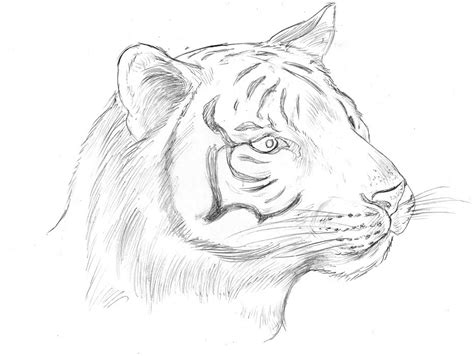 Easy Tiger Sketch At Explore Collection Of Easy