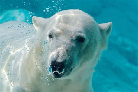 Aquatic Abilities Can Polar Bears Swim Marinepatch