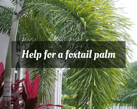 Foxtail Palm Tree Root System Ensure A Good Podcast Picture Gallery