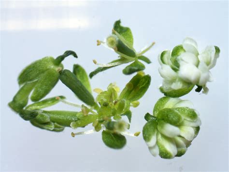 Arabidopsis Flower Mutants A Collection Of Mutant Flowers Flickr