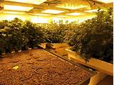 Legal Marijuana Farms