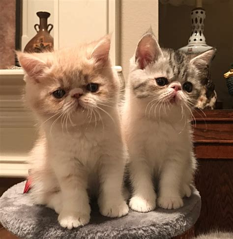 13 Exotic Shorthair Kitten Furry Kittens