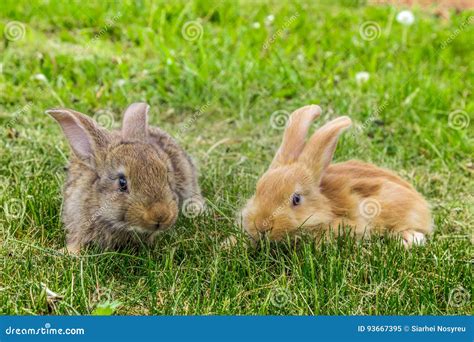 Two Young Rabbits Stock Image Image Of Look Cony Field 93667395