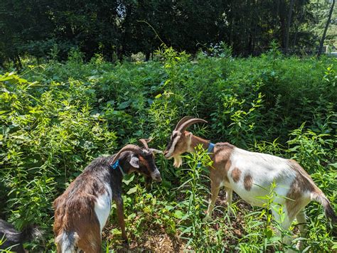 ‘we Chose Not To Use Chemicals Invasive Plant Eating Goats Arrive At
