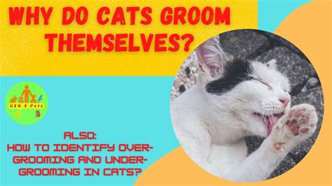 Why Do Cats Groom Themselves When Does Overgrooming Under Grooming Occur In A Cat YouTube