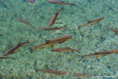 Image Stock Photo Fish In Plitvice Lakes National Park Thomas Reich